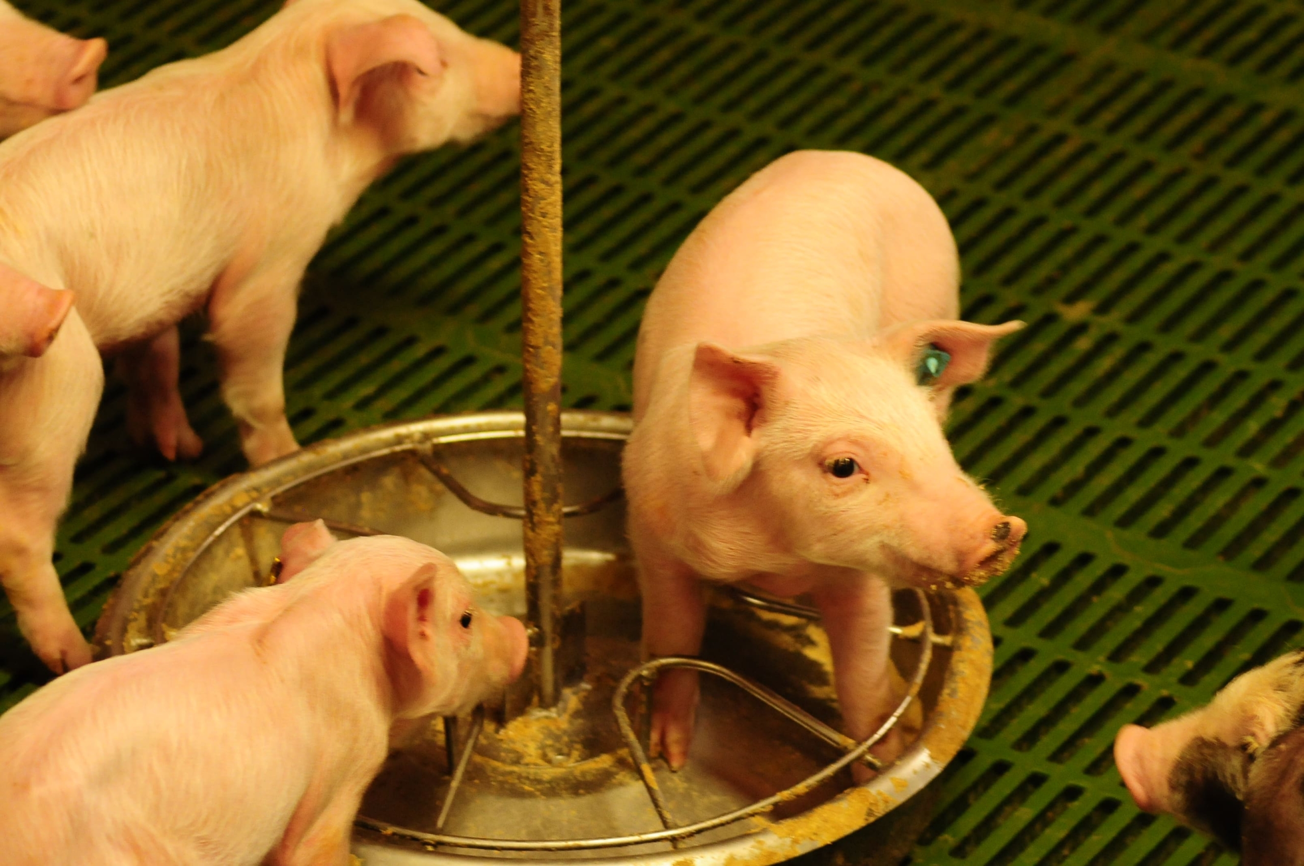 Cerdos beneficiándose del enriquecimiento ambiental en explotaciones porcinas Material de enriquecimiento